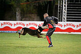 Dingo