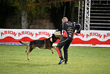 Dingo