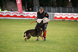 Dingo