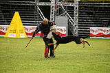 Condor Vikar