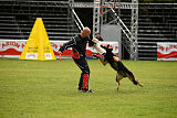 Condor Vikar