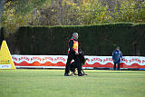 Condor Vikar