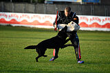 T-Lothar vom Hause Meraner
