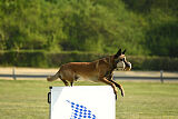 Armstrong Free to Fly