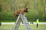 Bacima Cri de Loup