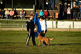Farun des chiens de travail