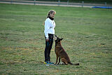 Belgian Tigers Linus