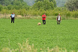 Serro de l'origine de faucon rouge