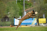 Chicka Force Canina