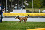 Chicka Force Canina